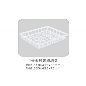 1号金线莲组培盘